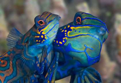 Poisson mandarin à Moalboal