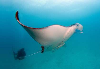 Raie manta en plongée à Tikehau