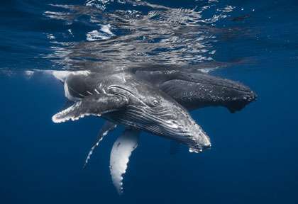 Baleine à bosse à la Réunion