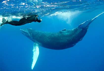 Baleine à bosse au Mexique