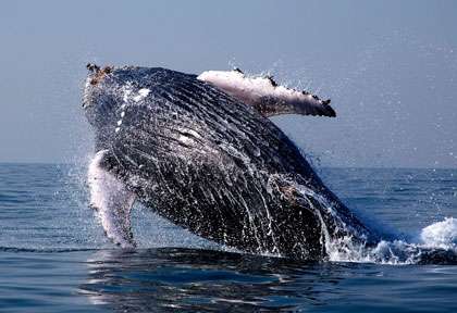 Baleine à bosse en Afrique du Sud
