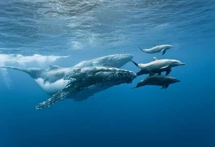 Baleine à bosse à la Réunion