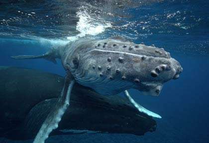 Baleine à bosse en Polynésie