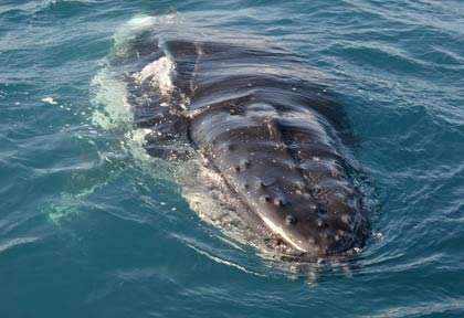 Baleine à bosse à Fraser Island