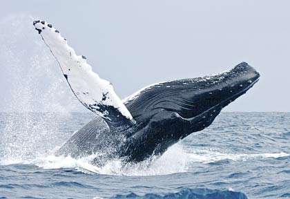 Baleine à bosse