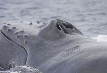 Baleine à bosse de près