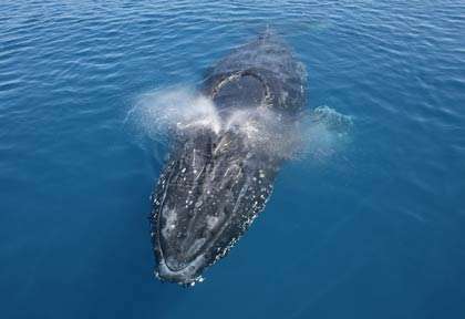 Baleine à bosse