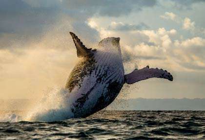 Saut de baleine à bosse