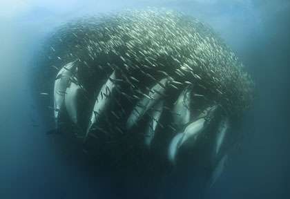 Sardine run en Afrique du Sud