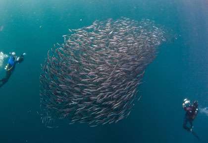 Sardine en Afrique du Sud
