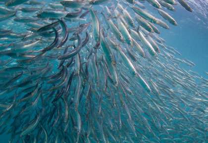 Sardine en Afrique du Sud