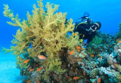 Plongée à Dahab