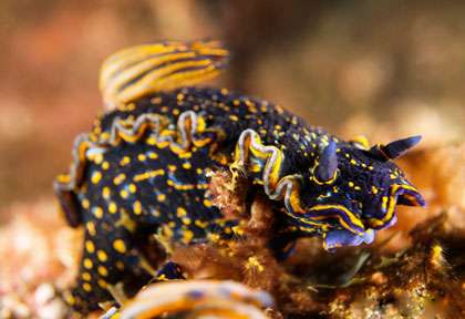 nudibranche au cap-vert