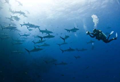 Plongée avec les requins de Socorro