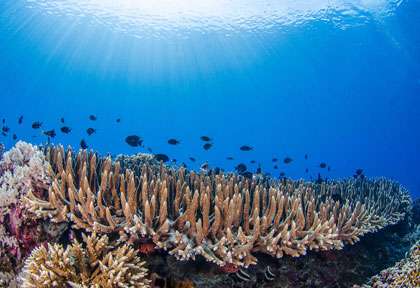 Plongée Tubbataha Reef