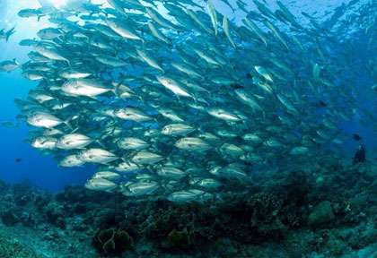 Plongée Tubbataha Reef