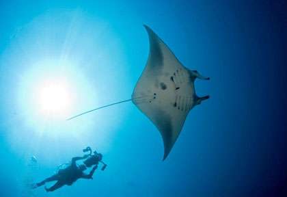 Plongée Tubbataha Reef