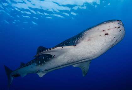 Requin baleine Tubbataha