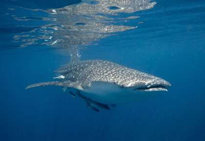 Requin baleine aux Daymaniyat