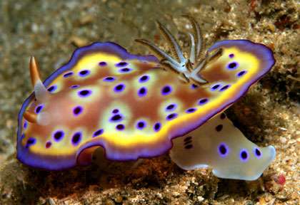 Nudibranche en plongée aux Philippines