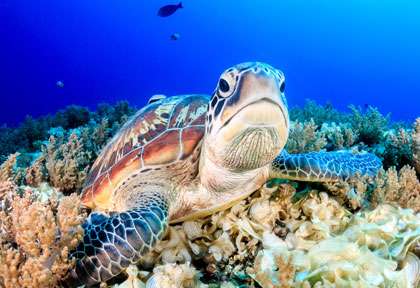 Tortue à Sipadan