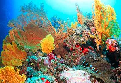 Plongée à l’île des Pins