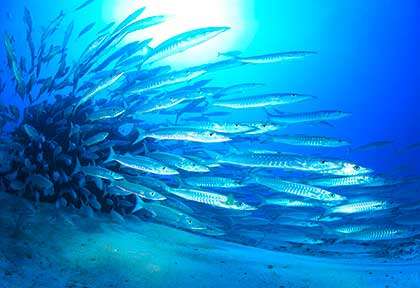 Barracudas en plongée à l’île des Pins
