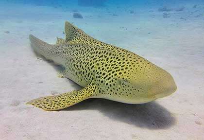 Requin léopard à l’île des Pins