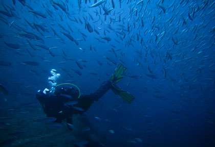 Plongée à Terceira aux Açores