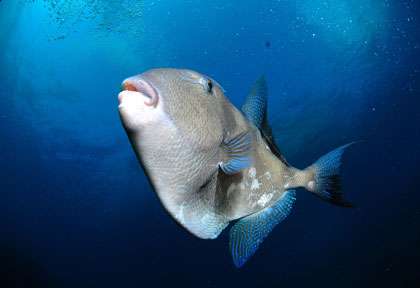 Baliste à Sao Miguel aux Açores