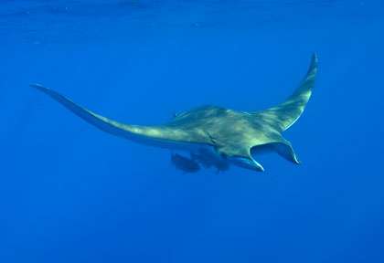 Raie Mobula aux Açores