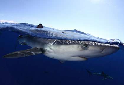 Plongée aux Açores