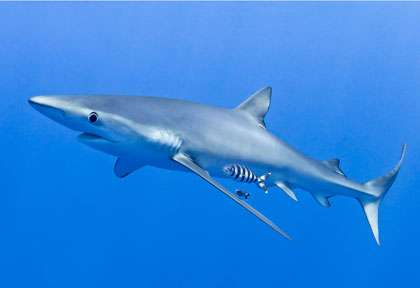 Requin peau bleue