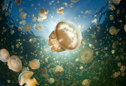 Lac aux Méduses à Palau