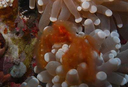 Crabe orang-outan à Siquijor