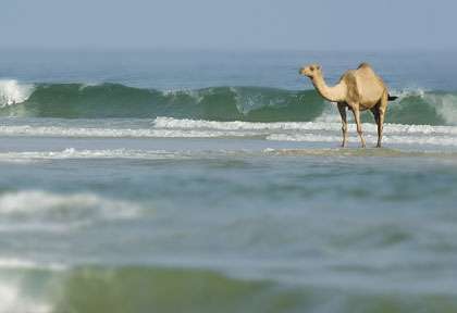 Dromadaire au bord de l’eau dans le Dhofar