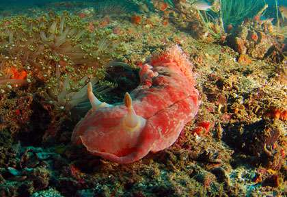 Spanish dancer à Oman