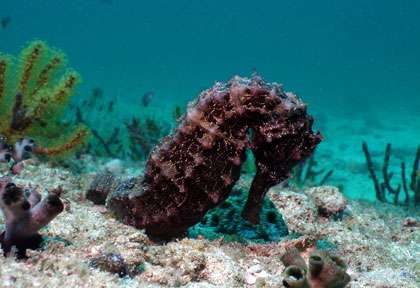 Hyppocampe en plongée dans les iles Daymaniyat