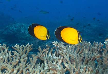 poisson papillon aux Daymaniat