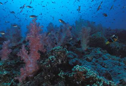 Exubérance de corail aux îles Daymaniyat