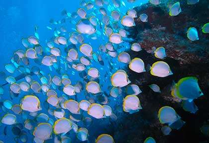 Plongée à Sainte-Hélène