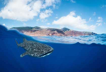 Requin-baleine à Sainte-Hélène