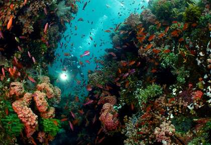 Voyage plongée à Anilao