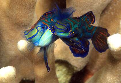 Poisson mandarin à Anilao en plongée