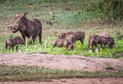 Phacochère dans le Taranguire © shutterstock - curioso