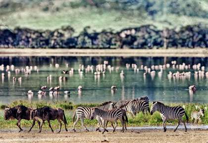Le ngorongoro © shutterstock - pal teravagimov