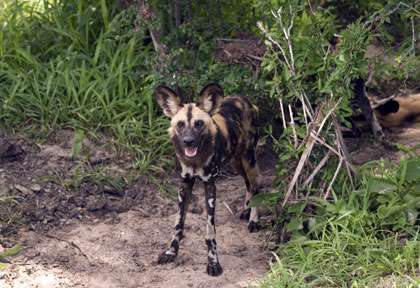 Lycaon dans le Sélous © shutterstock - attila jandi