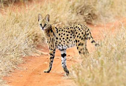 Parc de Tsavo au Kenya pour un safari