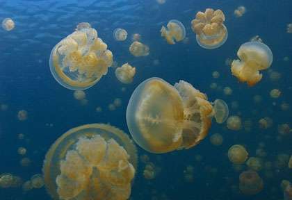 Les méduses de Kakaban