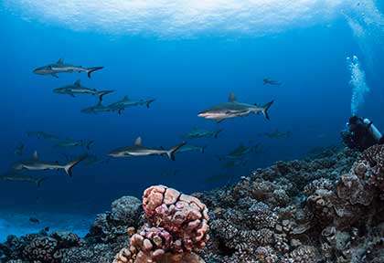 Plongée à Fakarava